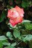 Alte Liebe rose photo