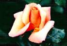 Fyvie Castle rose photo