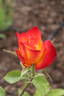 Alinka rose photo