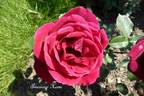 American Home rose photo