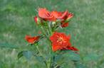 Beautiful Anne rose photo