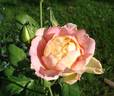 Dr. Brownell rose photo