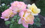 Dr. Brownell rose photo