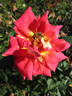 BR5-04 rose photo