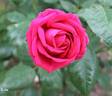 Kuba rose photo