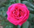 Kuba rose photo