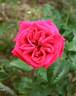 Kuba rose photo