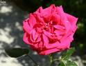 Kuba rose photo