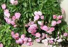 Princesse du Ballet rose photo