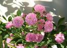 Princesse du Ballet rose photo