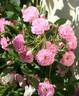 Princesse du Ballet rose photo