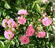Princesse du Ballet rose photo