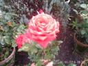 Lucy Cramphorn rose photo