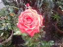 Lucy Cramphorn rose photo