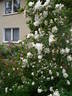 Johannisröschen rose photo