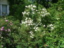Johannisröschen rose photo