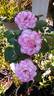 Delany Sisters rose photo