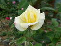 American Heritage ® rose photo