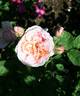 Blissful Sensations rose photo