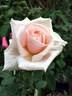 Monty's Joy rose photo
