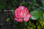 Jacquie Williams rose photo
