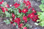 Bienenweide Rot rose photo