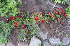 Bienenweide Rot rose photo