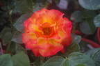 Wildcat rose photo