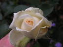 Ambiente rose photo