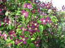 Mikelite clematis photo