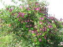 Mikelite clematis photo