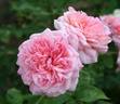 Happy Summers rose photo