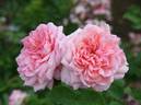 Happy Summers rose photo