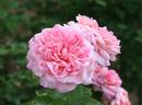 Happy Summers rose photo