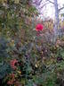 Fontaine rose photo