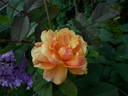 Caramella rose photo