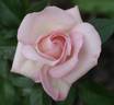 Brother Hugh rose photo