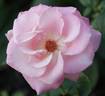 Brother Hugh rose photo