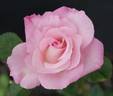 Brother Hugh rose photo