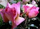 Lambert Wilson ® rose photo