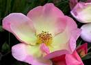 Lambert Wilson ® rose photo