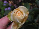 Ambiente rose photo