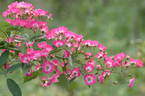 VMZ 1011 rose photo