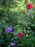 Fontaine rose photo