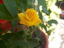 Cal Poly ™ rose photo