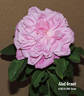 Abel Grant rose photo