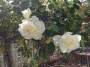 Snowbird, Cl. rose photo