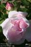 Antoine d'Ormois rose photo