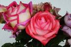 Alte Liebe rose photo