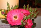 Burghausen ® rose photo